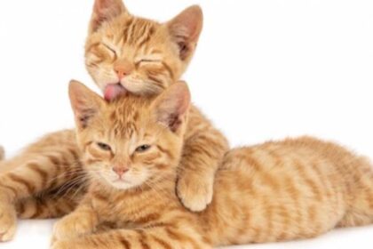 Kucing