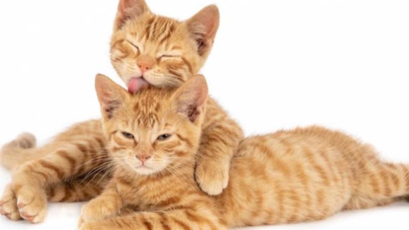 Kucing