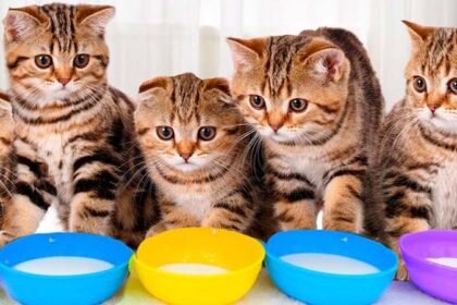 Ilustrasi Kucing sedang Makan.