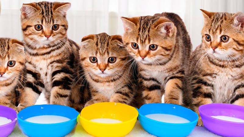 Ilustrasi Kucing sedang Makan.