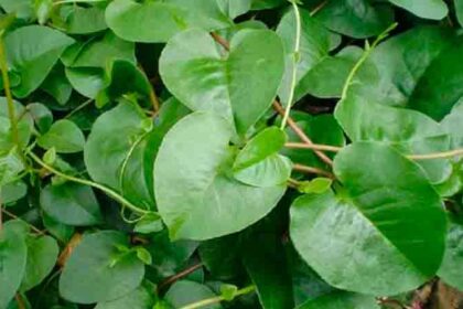 Daun Binahong