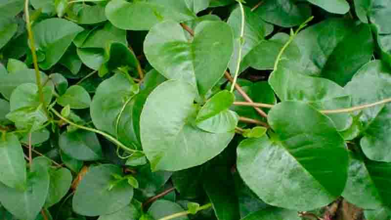 Daun Binahong