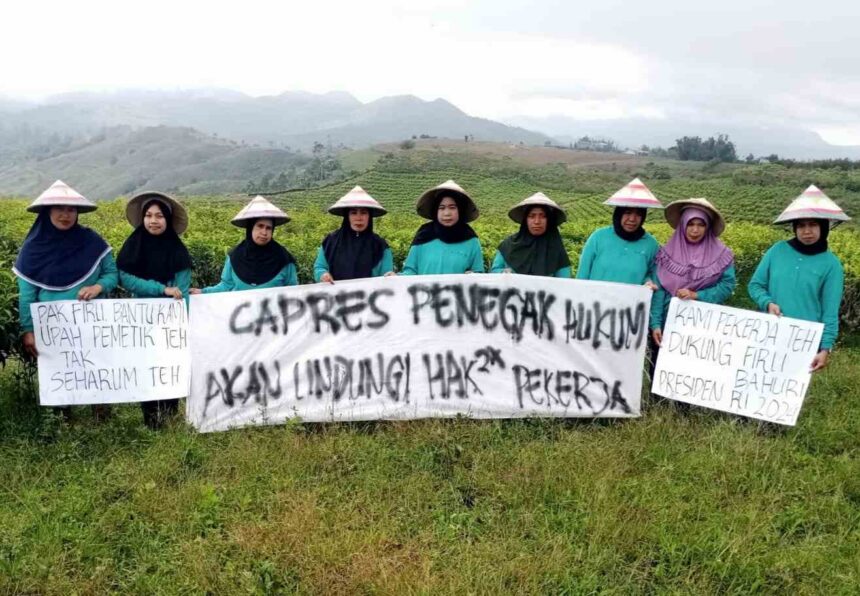 Pemetik Teh