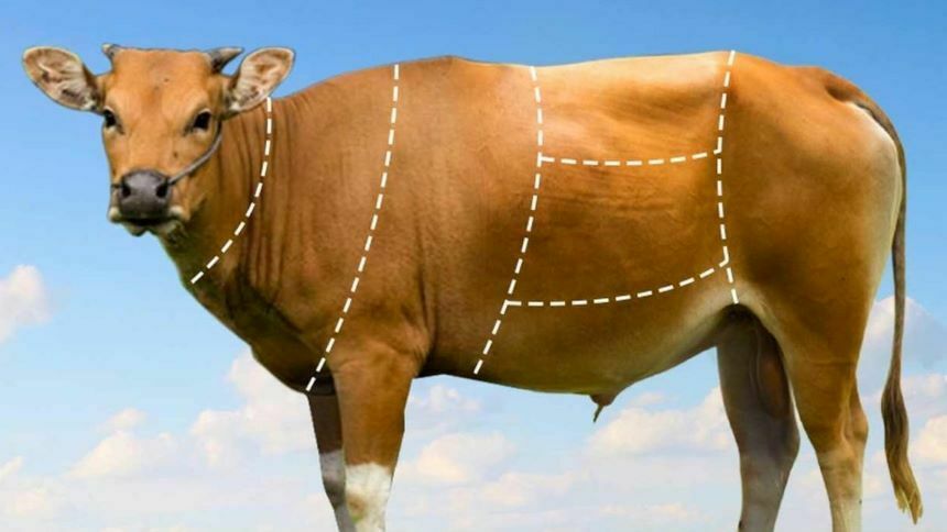 Ilustrasi Hewan Kurban (Sapi Kurban)