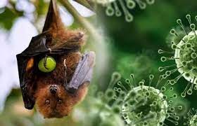 Virus Nipah