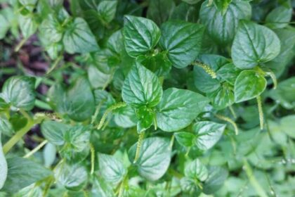 Chinese Betel