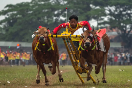 Kerapan Sapi