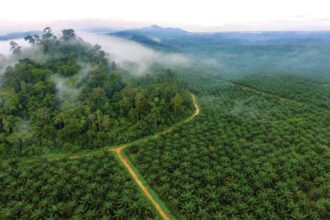 Kebun Kelapa Sawit di kawasan hutan.