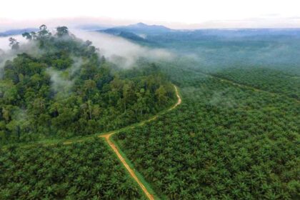 Kebun Kelapa Sawit di kawasan hutan.