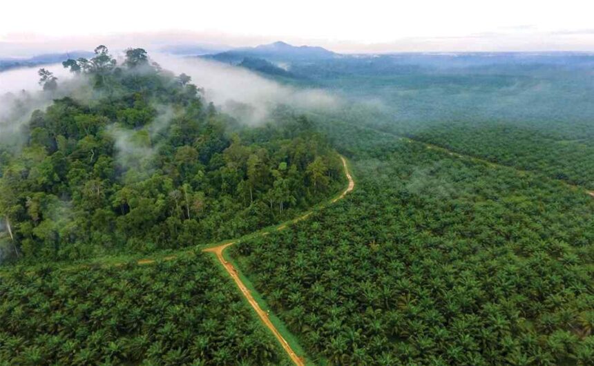 Kebun Kelapa Sawit di kawasan hutan.