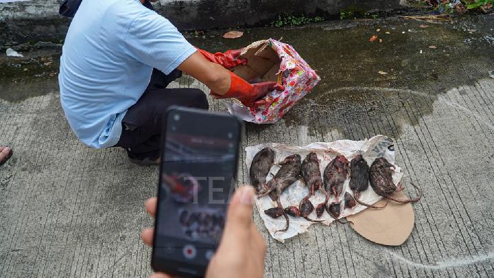 Paket kiriman berupa kepala babi dan bangkai tikus ke kantor Tempo.