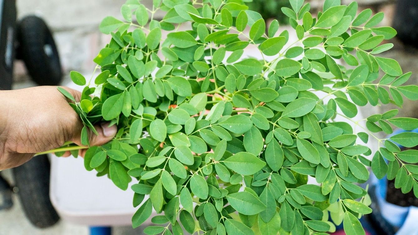 Perangi COVID-19 dengan Dau Kelor atau merunggai (Moringa Oleifera)